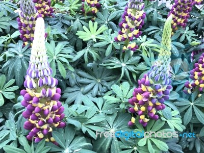 Lupines Flowers In The Garden Stock Photo