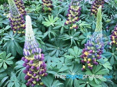 Lupines Flowers In The Garden Stock Photo