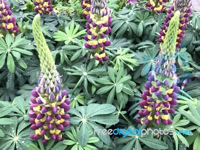 Lupines Flowers In The Garden Stock Photo