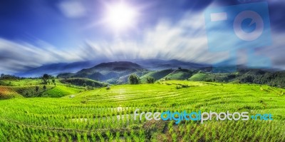 Lush Green Rice Field And Blue Sky Stock Photo