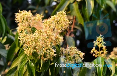 Lychee Flower Stock Photo