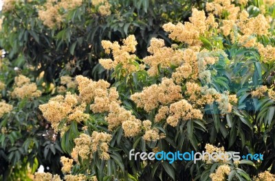 Lychee Flower Stock Photo