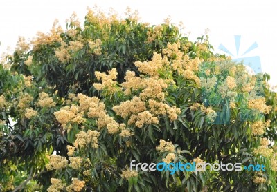 Lychee Flower Stock Photo