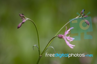 Lychnis Flos-cuculi Or Ragged Robin Stock Photo