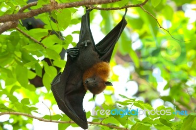 Lyie's Flyingfox Stock Photo