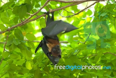 Lyie's Flyingfox Stock Photo