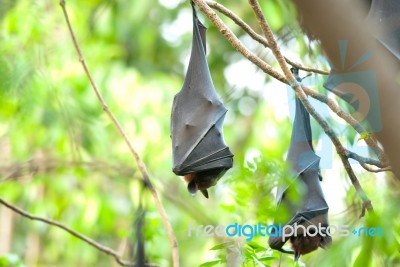 Lyie's Flyingfox Stock Photo