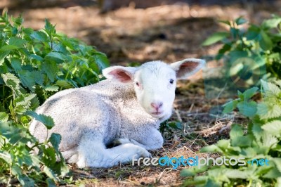 Lying Lamb Between Nettle Plants Stock Photo