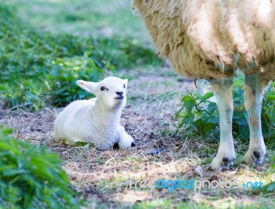 Lying Lamb With Legs Of Mother Sheep Stock Photo