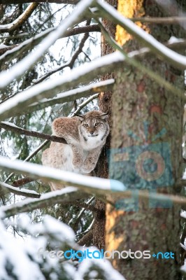 Lynx In A Winter Forest Stock Photo