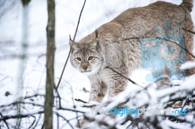 Lynx In A Winter Forest Stock Photo