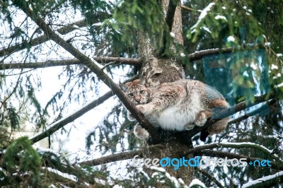 Lynx In A Winter Forest Stock Photo