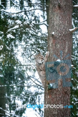 Lynx In A Winter Forest Stock Photo