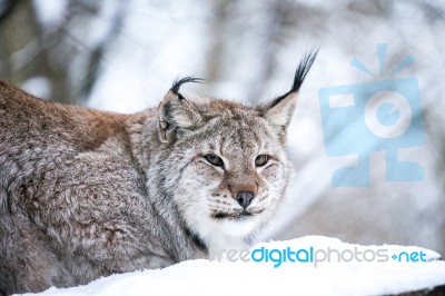 Lynx In A Winter Forest Close Up Stock Photo