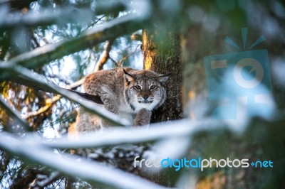 Lynx In A Winter Forest In A Summer Day Stock Photo