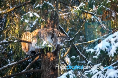 Lynx Tree Branch In A Winter Forest Stock Photo