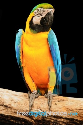 Macaw Stock Photo