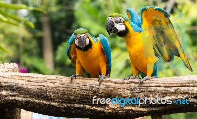 Macaw Stock Photo