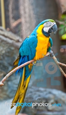 Macaw Bird Stock Photo