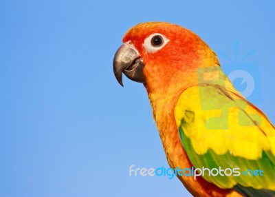 Macaw Bird Stock Photo