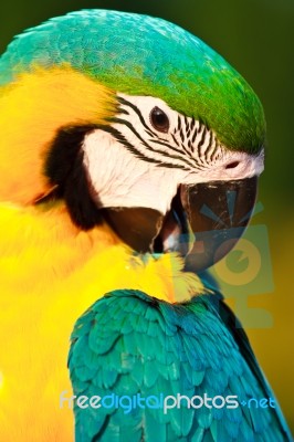 Macaw Bird Stock Photo