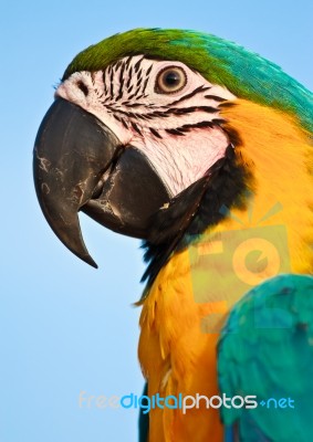 Macaw Bird Stock Photo