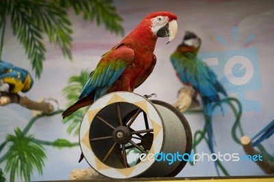 Macaw On A Cilinder Stock Photo