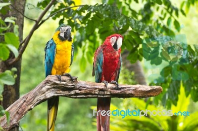 Macaws Stock Photo