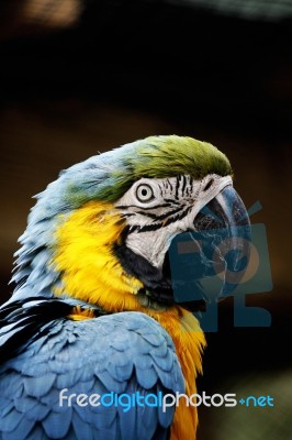 Macaw's Head Stock Photo