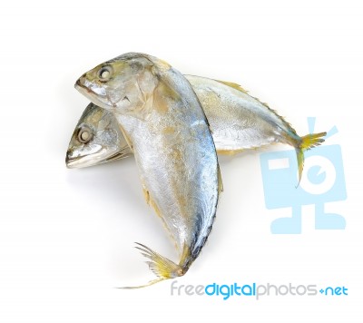 Mackerel Fish Isolated On The White Background Stock Photo