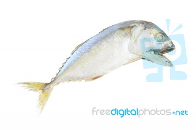 Mackerel Steam Fish On White Background Stock Photo