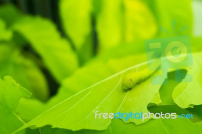 Macro Close Up Caterpillar, Green Worm On Eaten Green Leaf Stock Photo