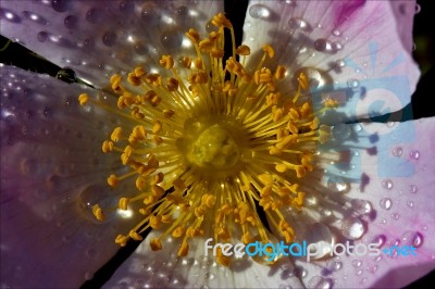 Macro Close Up Flowering     Pink Rosa Canina Stock Photo