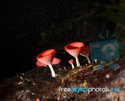 Macro Fungi Mushroom With Water In The Forest Stock Photo