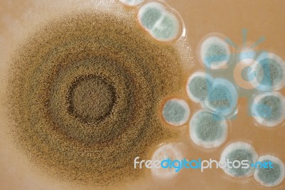 Macro Mold Colonies Stock Photo