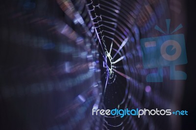 Macro Of A Spiders Web Captured At Night Stock Photo