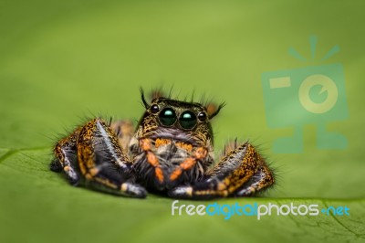 Macro Of Jumper Spider On Green Leaf Stock Photo