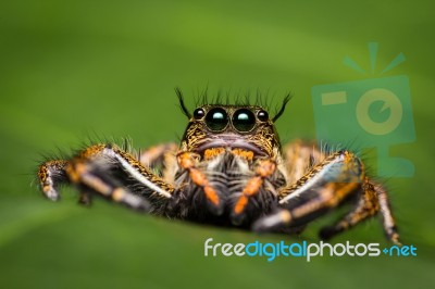 Macro Of Jumper Spider On Green Leaf Stock Photo