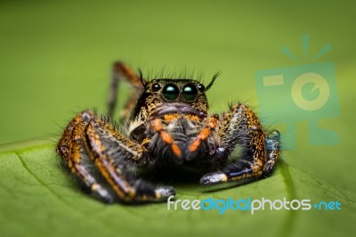 Macro Of Jumper Spider On Green Leaf Stock Photo