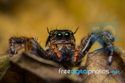 Macro Of Jumping Spider On Dry Leaf Stock Photo