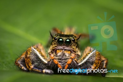 Macro Of Jumping Spider On Green Leaf Stock Photo