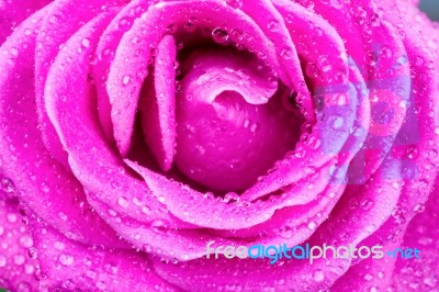 Macro Of Pink Rose With Water Drops Stock Photo