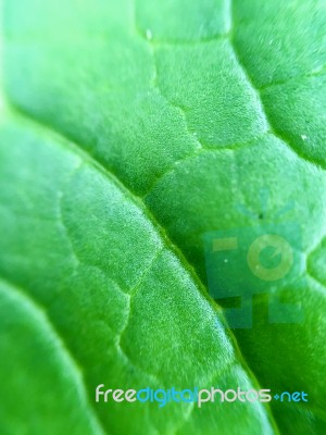 Macro Of Texture Green Leaves Stock Photo