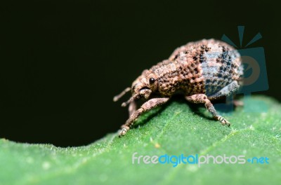 Macro Otiorhynchus Scaber Or Weevil Stock Photo