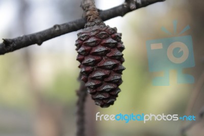 Macro Photo Of A Brown Pine Cone Stock Photo