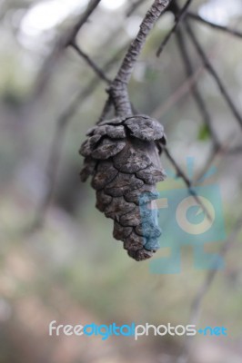 Macro Photo Of A Brown Pine Cone Stock Photo