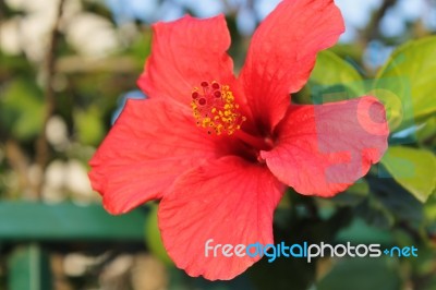 Macro Photo Of A Red Hibiscus Flower Stock Photo