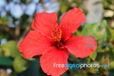 Macro Photo Of A Red Hibiscus Flower Stock Photo