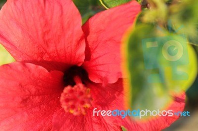 Macro Photo Of A Red Hibiscus Flower Stock Photo