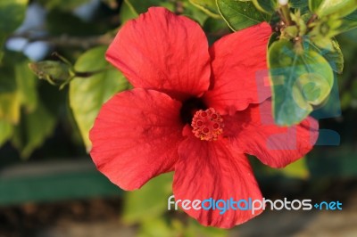 Macro Photo Of A Red Hibiscus Flower Stock Photo